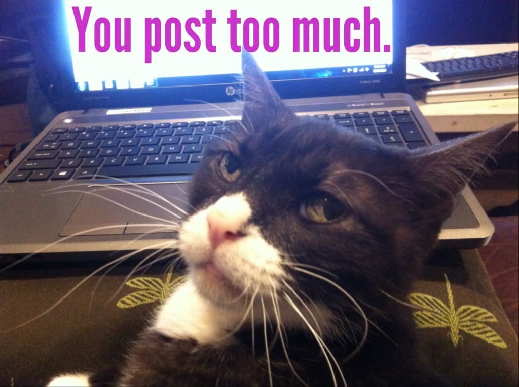 How to Get Free Instagram Followers in Little Time: Don't Overpost on Instagram. Even your cat will be bored.