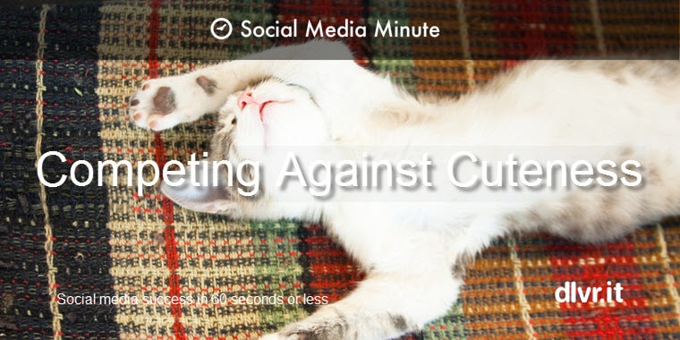 Learn how to compete for affection from customers when cats rule our social media feeds