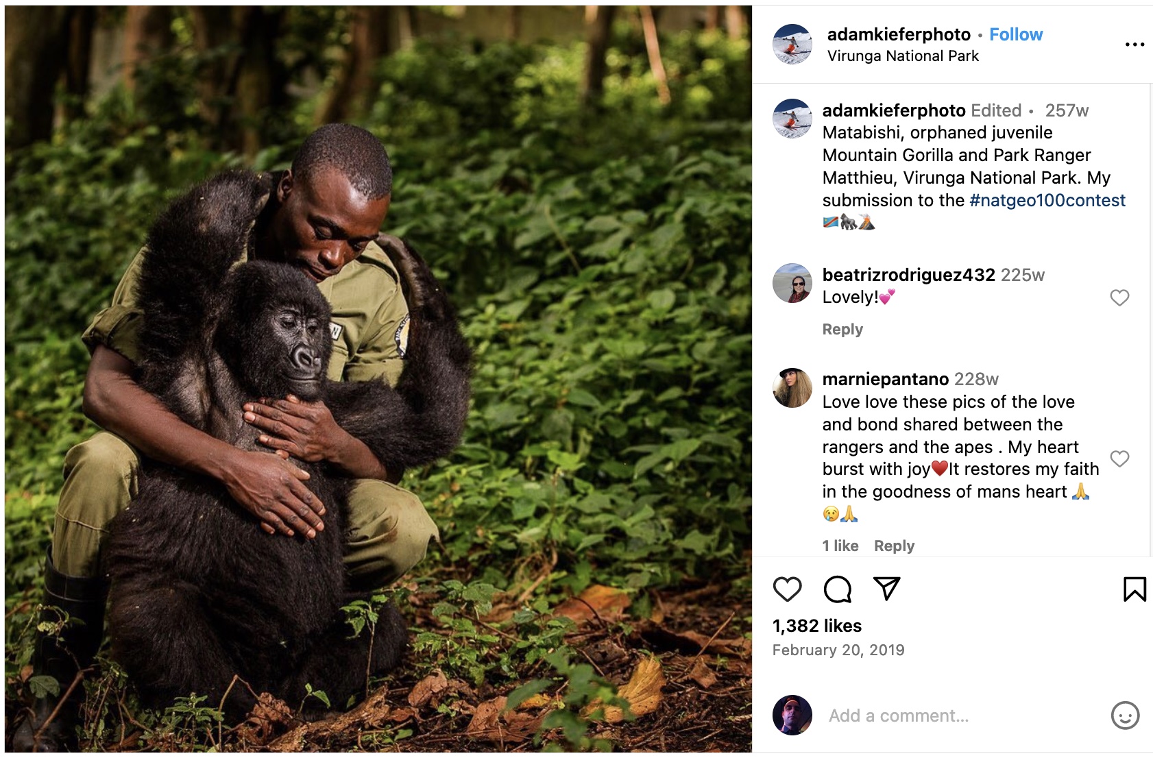 On their instagram account, a user displays their entry into a national geographic photo contest. it is a photo of a congolese national park worker cuddling with an orphaned juvenile mountain gorilla. 