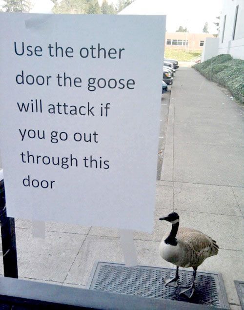 Welcome Signs: Use the other door before the goose attacks